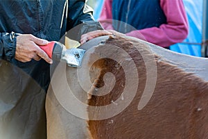 Man shearing a brown horse with a professional clipper
