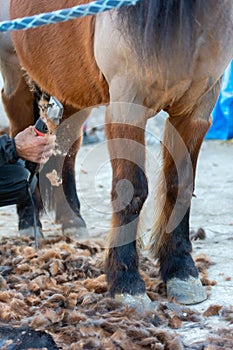 Man shearing a brown horse with a professional clipper photo