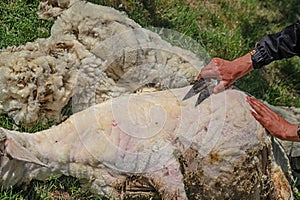 A man shearing sheep wool