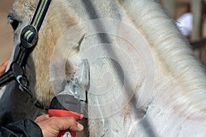 Man shearing a white horse with a professional clipper
