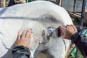 Man shearing a white horse with a professional clipper