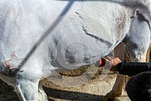 Man shearing a white horse with a professional clipper