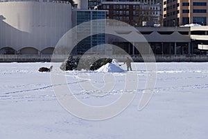 Man shoveling snow on Lake Monona