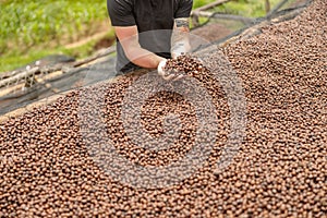 Man showing anaerobic processing in coffee production