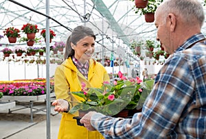 Man showing potted flowers to a woman in greenhouse