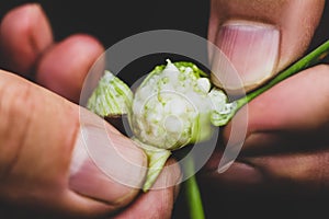 Man showing seeds of a garlic bulbil or bulblet photo