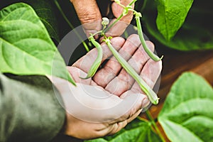 Man showing young bush beans, gardening