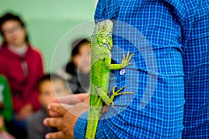 Man shows children green lizard. Lizard on man`s hand_