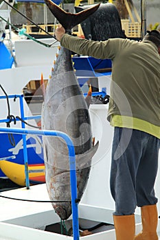 Man shows large tuna fish