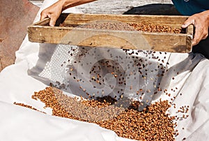 Man sifting cedar nuts through a sieve