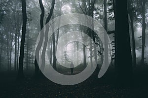 Man silhouette on Halloween night in dark mysterious forest with fog