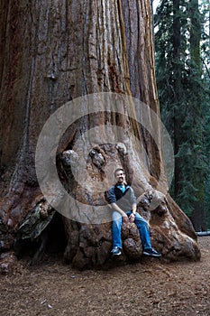 Man sitting on a sequoia