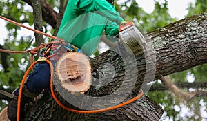 Man sitting in a tree using a chainsaw to cur down large branches