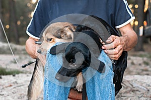 man sittting with black and brown dogs snuggling up and pressing to each other