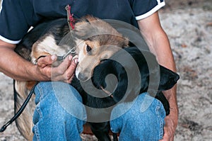 Man sittting and holding two cute dogs snuggling up and pressing to each other