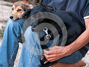 man sittting with two adorable dogs snuggling up to knees