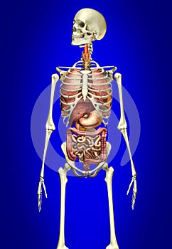 Man skeleton with internal organs