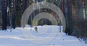 Man skier in ski costume skiing is running on snow in winter forest among trees.