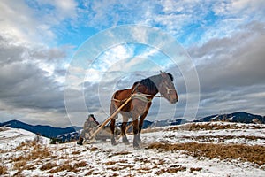 Man with sledge pulled by horse outdoor in winter. Scape of authentic rural life