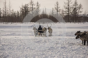 The man are sledging with deer in the snowy field track