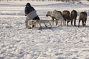 The man are sledging with deer in the snowy field track