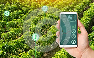 A man with a smartphone analyzes the state of the crop on the field. Farming and agriculture. Cultivation, harvesting. farmland