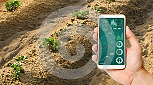 A man with a smartphone analyzes state young sprouts of potatoes. Planting potato plantations. protection from pests. Agribusiness