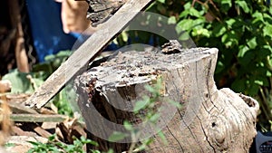 Man smashes rotten boards on an old stump