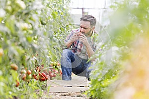 Man smelling tomatoes while harvesting at farm