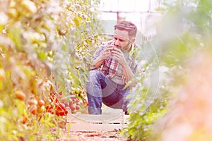 Man smelling tomatoes while harvesting at farm