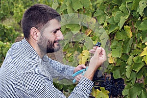Man Smiling Harvest Grapes Vine Autumn
