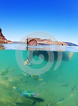 Man snorkeling in sea with tropical fish