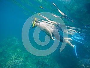 Man Snorkeling underwater in Hawaii