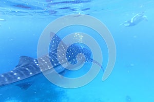 Man snorkeling with a whale shark in Oslob, Philippines