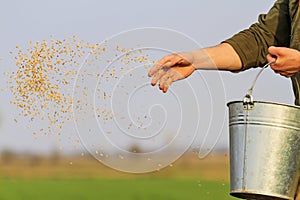 Man sows grain throwing it on the ground