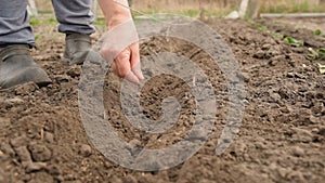 Man sows vegetable seeds in prepared soil in spring.