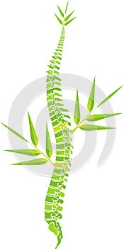 Man spine bamboo leaf