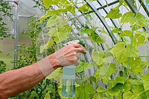 Man spraying cucumber plant in a greenhouse for diseases