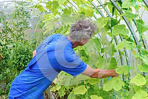 Man spraying cucumber plant in a greenhouse for diseases