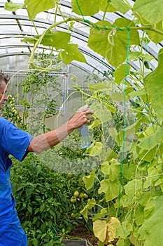 Man spraying cucumber plant in a greenhouse for diseases