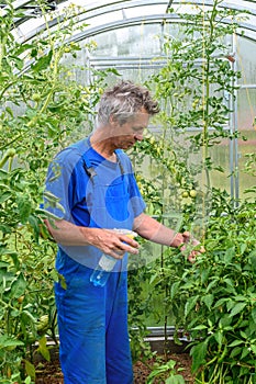 Man spraying cucumber plant in a greenhouse for diseases