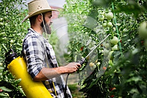 Man spraying tomato plant in greenhouse