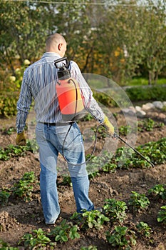 Man spraying strawberry plant