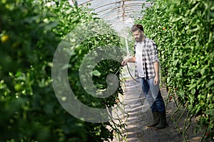 Man spraying tomato plant in greenhouse