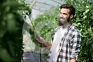 Man spraying tomato plant in greenhouse