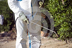 Man spraying toxic pesticides, pesticide, insecticides on fruit lemon growing plantation, Spain, 2019.