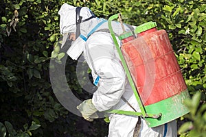 Man spraying toxic pesticides, pesticide, insecticides on fruit lemon growing plantation, Spain, 2019.