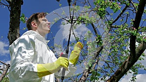 Man spraying tree