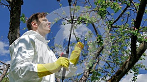 Man spraying tree