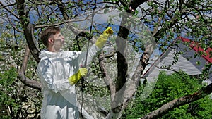 Man spraying trees from pests